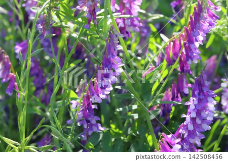 野豌豆(Vicia cracca)的淡紫色花朵在春天的田野裡盛開。 野豌豆(Vicia cracca)的淡紫色花朵在春天的田野裡盛開。 142508456