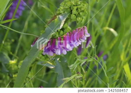 野豌豆(Vicia cracca)的淡紫色花朵在春天的田野裡盛開。 野豌豆(Vicia cracca)的淡紫色花朵在春天的田野裡盛開。 142508457