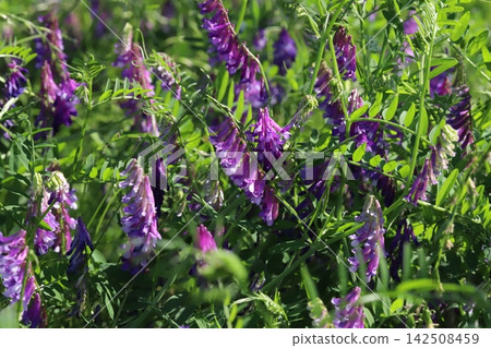 野豌豆(Vicia cracca)的淡紫色花朵在春天的田野裡盛開。 野豌豆(Vicia cracca)的淡紫色花朵在春天的田野裡盛開。 142508459