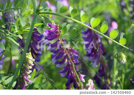 野豌豆（Vicia cracca）的淡紫色花朵在春天的田野裡盛開。 142508460