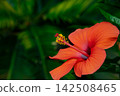 部落花芙蓉 142508465