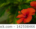 部落花芙蓉 142508466