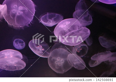 水母圖片 水母圖片 142508691