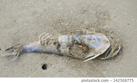Dead Fish Decomposing on Sandy Beach Shoreline Dead Fish Decomposing on Sandy Beach Shoreline 142508775