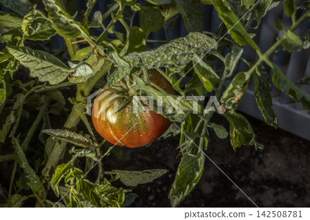 Organic oxheart tomato ripening on the vine amidst lush green leaves. Perfect for agriculture, healthy eating, fresh food, and home gardening themes. Organic oxheart tomato ripening on the vine amidst lush green leaves. Perfect for agriculture, healthy eating, fresh food, and home gardening themes. 142508781