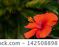 部落花芙蓉 142508898