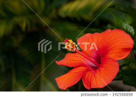 Tribal flowers Hibiscus Tribal flowers Hibiscus 142508898