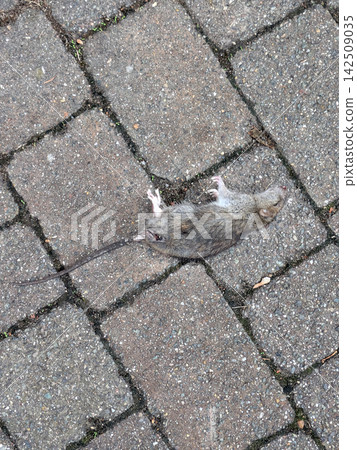Dead poisoned rat on a brick style path walkway pavement Dead poisoned rat on a brick style path walkway pavement 142509035