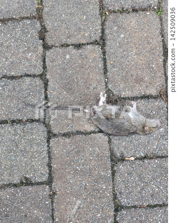 Dead poisoned rat on a brick style path walkway pavement Dead poisoned rat on a brick style path walkway pavement 142509036