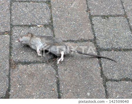 Dead poisoned rat on a brick style path walkway pavement Dead poisoned rat on a brick style path walkway pavement 142509040
