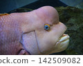 隆頭瀨魚背部有一個大駝峰，這種魚會隨著生長而由雌性變成雄性。 142509082