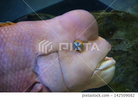 隆頭瀨魚背部有一個大駝峰，這種魚會隨著生長而由雌性變成雄性。 142509082