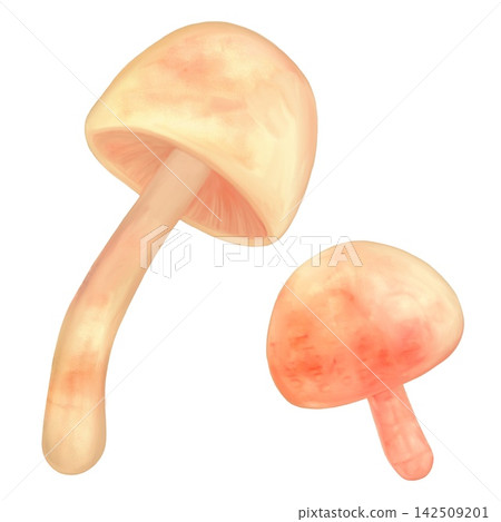 一幅簡潔可愛的手繪水彩風格白色蘑菇插圖。 一幅簡潔可愛的手繪水彩風格白色蘑菇插圖。 142509201