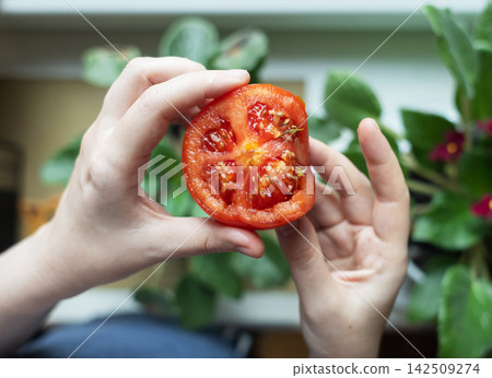 Close-up of hands holding a sliced red tomato with green sprouted seeds growing inside. Rare botanical phenomenon of vivipary, showing plant development, agriculture anomaly, and life concept. Close-up of hands holding a sliced red tomato with green sprouted seeds growing inside. Rare botanical phenomenon of vivipary, showing plant development, agriculture anomaly, and life concept. 142509274