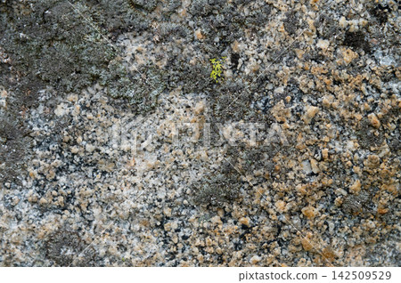 Close-up of textured granite rock surface with lichen Close-up of textured granite rock surface with lichen 142509529