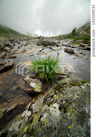 Grass Tuft in Mountain Stream Landscape with Fog Grass Tuft in Mountain Stream Landscape with Fog 142509532