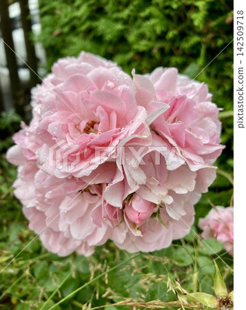 Scenic outdoor view of lush green garden bushes filled with fresh pink rose flowers blooming on a sunny summer day in Starnberg, Germany. Scenic outdoor view of lush green garden bushes filled with fresh pink rose flowers blooming on a sunny summer day in Starnberg, Germany. 142509718