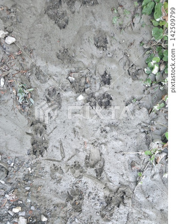 A wolf and other Animal Tracks And Footprints In Muddy Riverbank Soil Showing Wildlife Paw And Hoof Prints A wolf and other Animal Tracks And Footprints In Muddy Riverbank Soil Showing Wildlife Paw And Hoof Prints 142509799