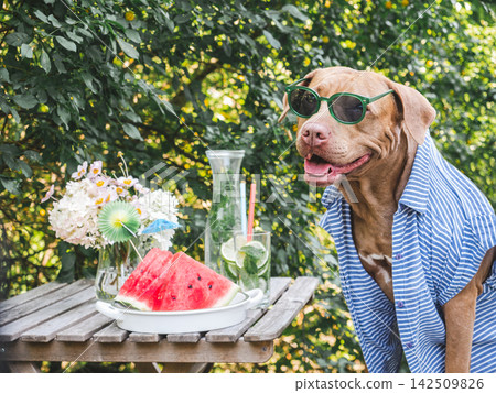 Brown dog wearing sunglasses and a bright Hawaiian shirt Brown dog wearing sunglasses and a bright Hawaiian shirt 142509826