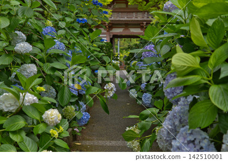 Beautiful hydrangeas and green arches blooming in the temple grounds during the rainy season. Beautiful hydrangeas and green arches blooming in the temple grounds during the rainy season. 142510001