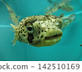 Cute Fish 142510169