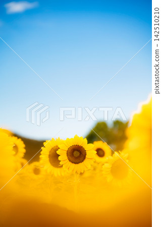 A single, fully bloomed sunflower stands out against the yellow and blue sky in the foreground. A single, fully bloomed sunflower stands out against the yellow and blue sky in the foreground. 142510210
