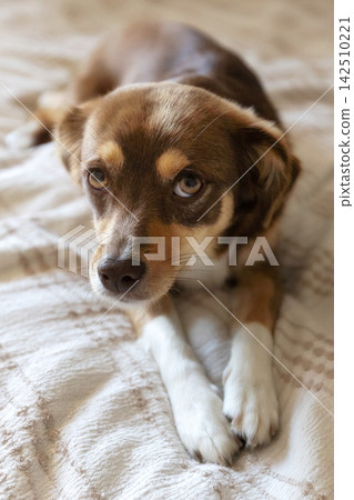 small brown dog lying on bed and looking into camera small brown dog lying on bed and looking into camera 142510221