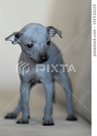 Xoloitzcuintli Mexican Hairless Dog puppy standing indoors, soft neutral background Xoloitzcuintli Mexican Hairless Dog puppy standing indoors, soft neutral background 142510229