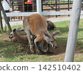 Kangaroo digging a hole 142510402