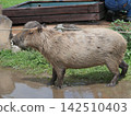Capybara walking in a puddle 142510403