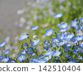 Blue flowers (Nemophila) 142510404