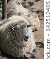 A sheep to rest 142510405