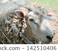 Sheep in the fence 142510406