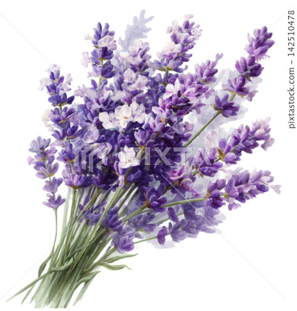 lavender lavender 142510478