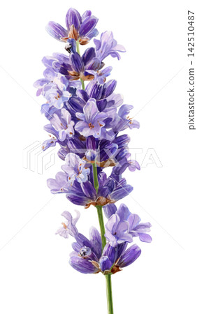 lavender lavender 142510487