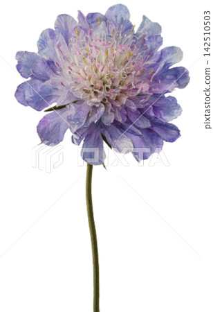 lavender lavender 142510503