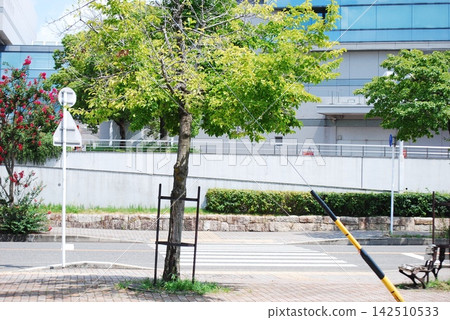 有行道樹和人行橫道的城市景觀。 有行道樹和人行橫道的城市景觀。 142510533