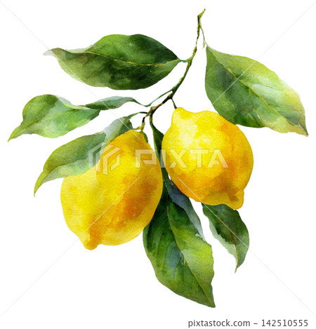 lemon lemon 142510555