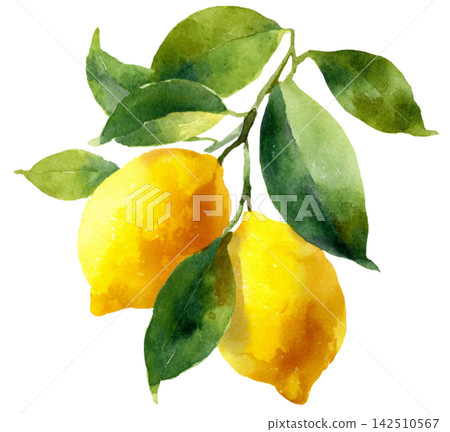 lemon lemon 142510567
