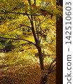 Autumnal leaves 142510603