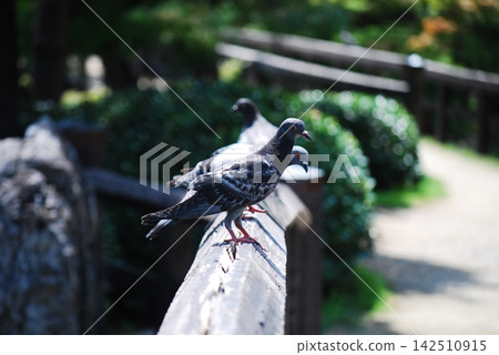 鴿子排成一排棲息在公園的圍欄上。 鴿子排成一排棲息在公園的圍欄上。 142510915