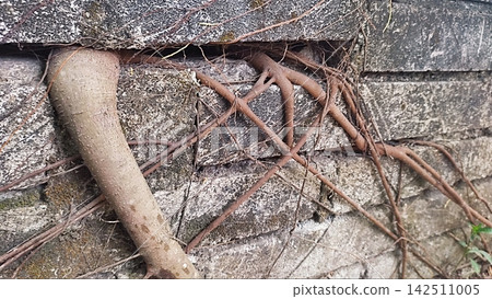 Tree Roots Growing Through and Over a Weathered Stone Wall Tree Roots Growing Through and Over a Weathered Stone Wall 142511005