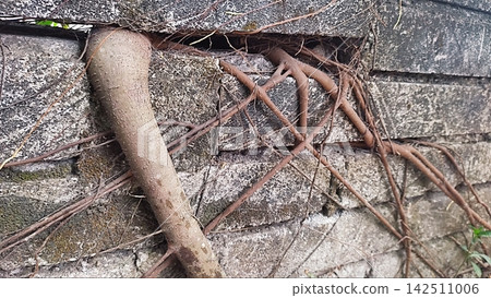 Tree Roots Growing Through and Over a Weathered Stone Wall Tree Roots Growing Through and Over a Weathered Stone Wall 142511006
