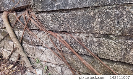 Tree Roots Growing Through and Over a Weathered Stone Wall Tree Roots Growing Through and Over a Weathered Stone Wall 142511007