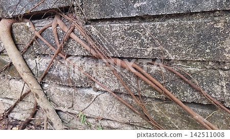 Tree Roots Growing Through and Over a Weathered Stone Wall Tree Roots Growing Through and Over a Weathered Stone Wall 142511008