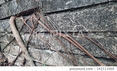 Tree Roots Growing Through and Over a Weathered Stone Wall 142511009