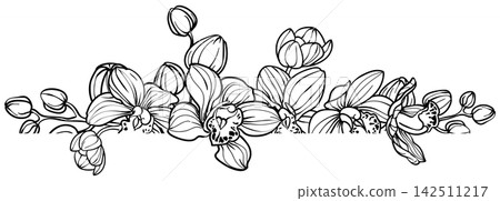 Horizontal border of orchid flowers, hand drawn sketch drawing. vector illustration for wedding event invitation Horizontal border of orchid flowers, hand drawn sketch drawing. vector illustration for wedding event invitation 142511217