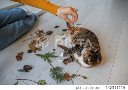 Woman encourages resting calico cat with dried flowers and forest objects for indoor enrichment Woman encourages resting calico cat with dried flowers and forest objects for indoor enrichment 142511219