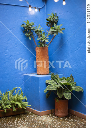 Blue corner with plants, general view Blue corner with plants, general view 142511529