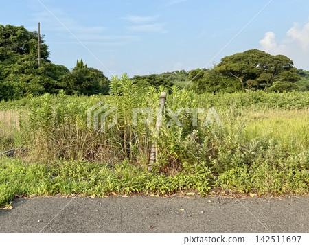A spacious open space in summer A spacious open space in summer 142511697